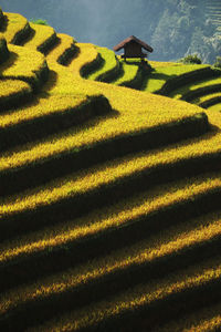 High angle view of paddy field