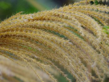 Close-up of grass growing outdoors