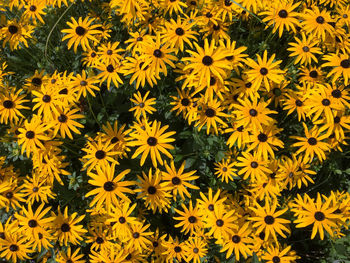 Full frame shot of yellow flowers blooming in field