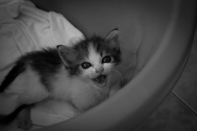 Portrait of kitten relaxing on bed