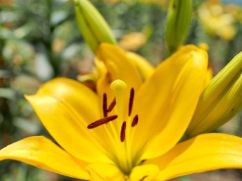 Close-up of day lily blooming outdoors