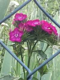 Close-up of pink flowering plants