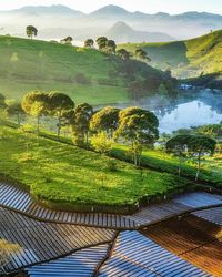 Scenic view of agricultural field