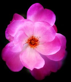 Close-up of pink flower against black background