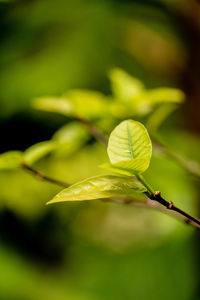 Close-up of fresh green leaves