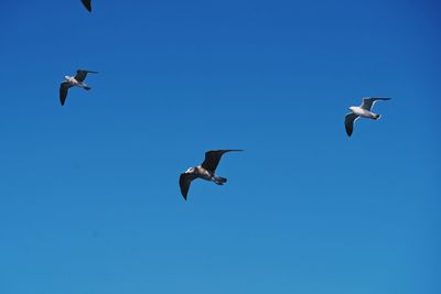 Low angle view of seagulls flying in sky