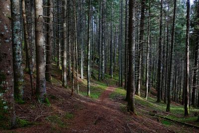Pine trees in forest