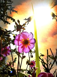 Low angle view of pink flowers against sky