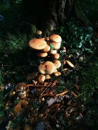 High angle view of mushrooms growing in forest