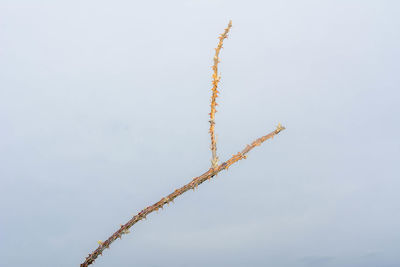 Low angle view of airplane flying against sky