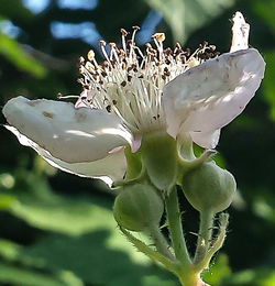 Close-up of white flowers blooming outdoors