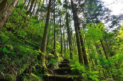 Trees growing in forest