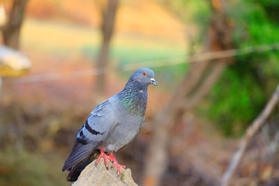 Close-up of pigeon perching on a rock