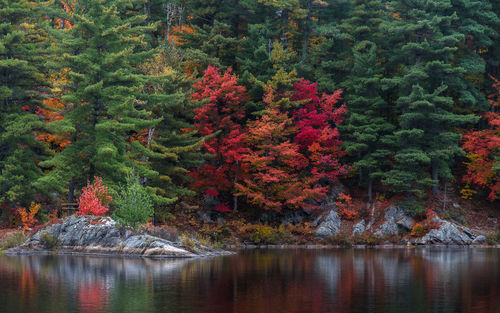 Scenic view of lake in forest