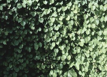 Full frame shot of plants