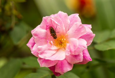 Close-up of insect on pink flower