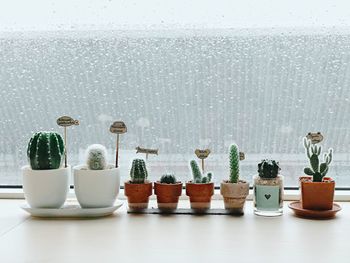 Potted plants on table at home
