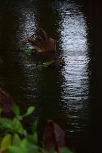 High angle view of a duck in lake