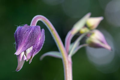 Close up of a flower bud on a columbine  plant