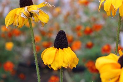 Close-up of honey bee on sunflower blooming outdoors