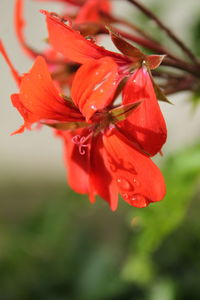 Close-up of wet pink hibiscus flower blooming in garden