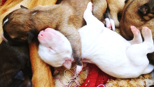 High angle view of two dogs sleeping