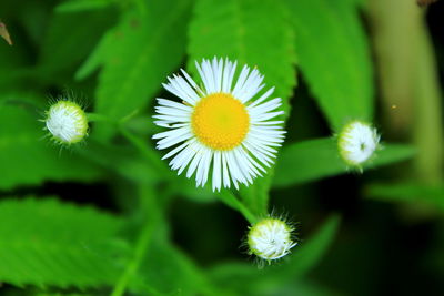 Close-up of white flowers