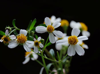 Close-up of white daisy flowers against black background