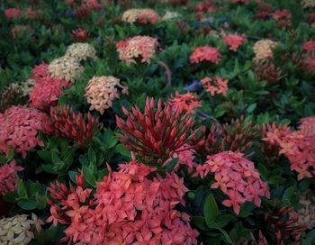 Close-up of pink flowering plants