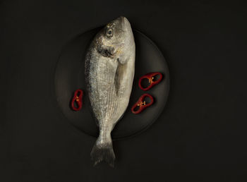 Close-up of fish against black background