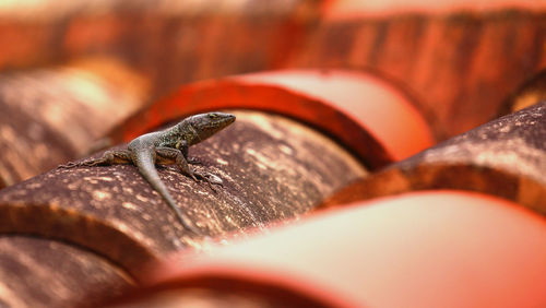 Close-up of lizard on roof / eidechse / lizard 