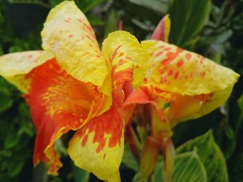 Close-up of flowers