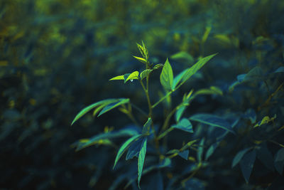 Close-up of plant growing on field