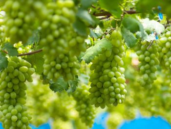 Close-up of grapes growing in vineyard