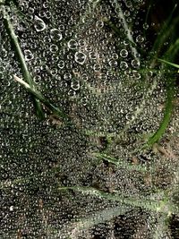 Full frame shot of raindrops on plant