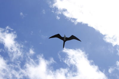 Low angle view of bird flying against sky