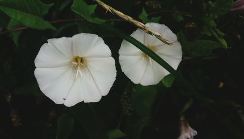 Close-up of white flowering plant