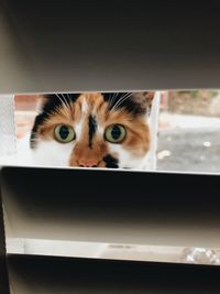 Close-up of cat hiding