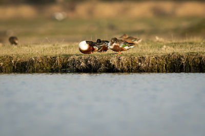 Close-up of crab on field