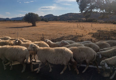 Sheep in a field