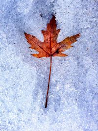 Close-up of maple leaf on ground