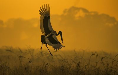 View of bird on field during sunset