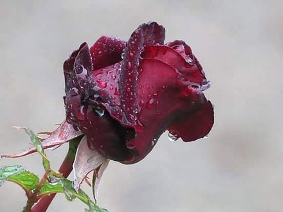 CLOSE-UP OF RED FLOWER WITH WATER IN BACKGROUND