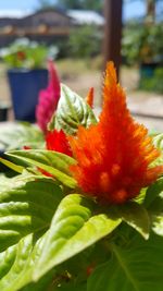 Close-up of red flower blooming outdoors