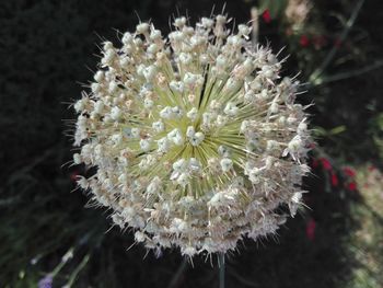 Close-up of white flowering plant