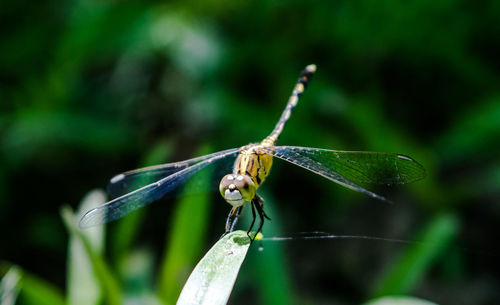 Close-up of damselfly on plant