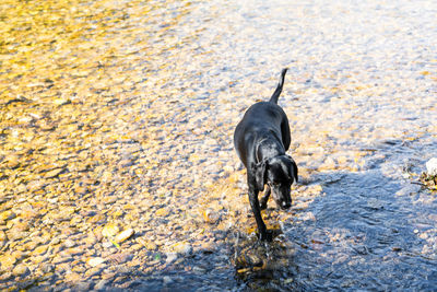 Black dog standing in water