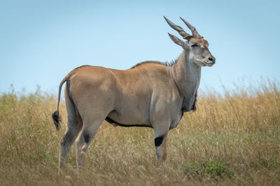 Common eland stands in grass turning head