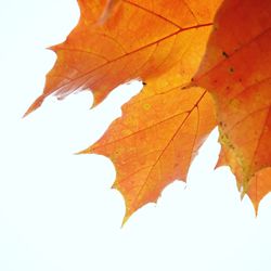Close-up of maple leaves