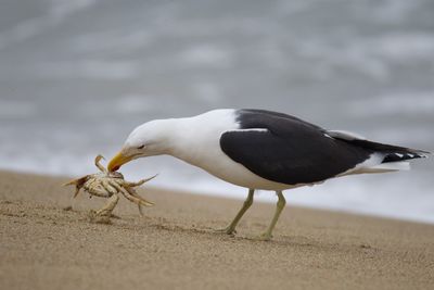 Close-up of seagull on beach... catch you